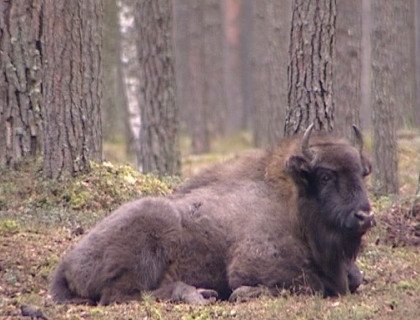 Беларусь вышла на первое место в мире по количеству зубров: в стране насчитывается 1270 особей