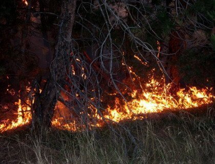 В Беларуси огонь уничтожил более пяти тысяч гектаров леса