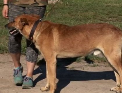 Гродненские спасатели сняли с козырька подъезда пса по кличке Райд