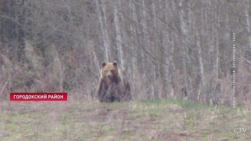 Медведь стал наведываться в гости к пчеловодам в Городокском районе