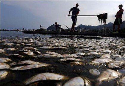 На олимпийском озере в Рио обнаружили 21 тонну мертвой рыбы