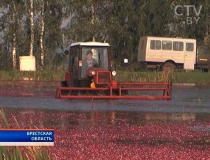 На самой большой плантации клюквы в Европе началась уборка урожая