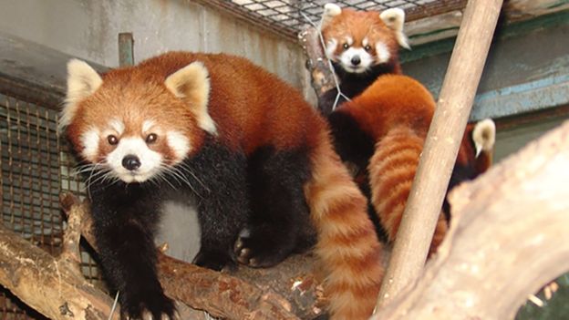 Ученые: красные панды - два разных вида, а не один