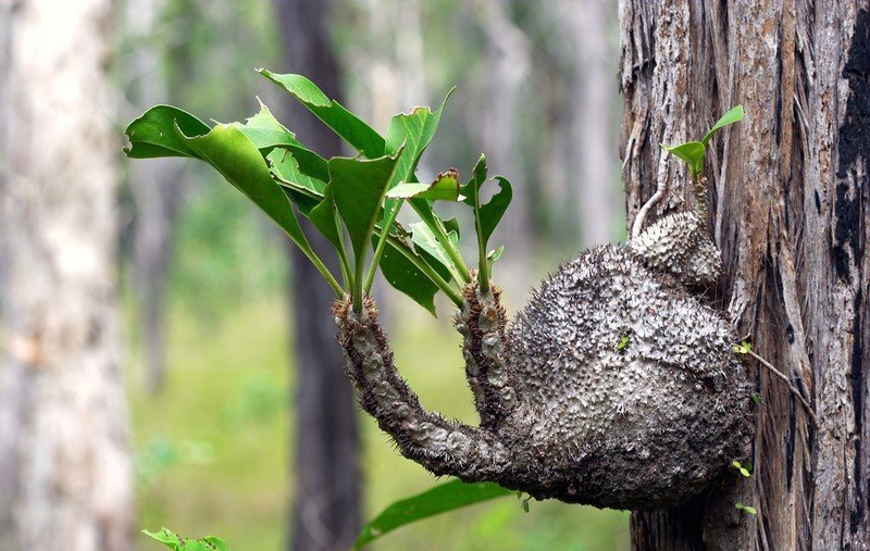 Муравьиная «гостиница»: есть растение, в котором живут муравьи