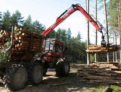 Лесничий Пружанского лесхоза подозревается в хищении и подлоге