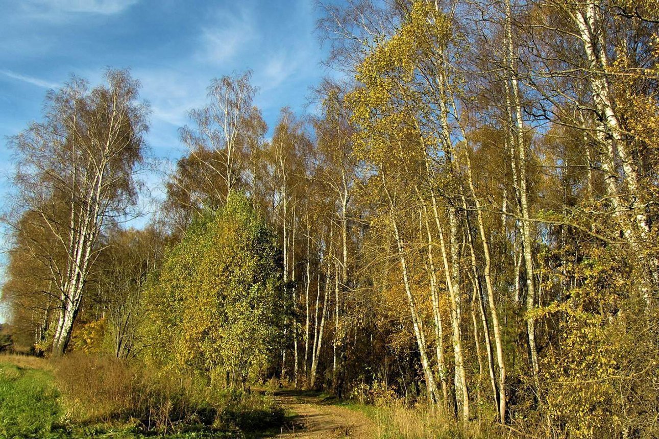Осенние пейзажи Оршанского района. Деревня Антовиль и станция Мажеевка