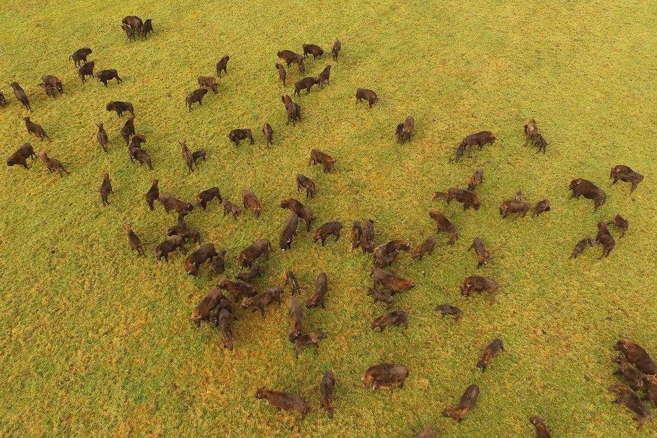Мир дикой природы Беларуси. Зубры. European bison