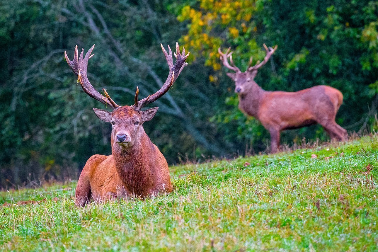 Красноборские мотивы. Утро второе