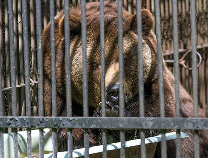 Медведь Тристан, живущий в зоопарке Минска, по утрам релаксирует в ванне