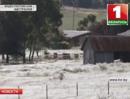 Миллионы пауков окутали паутиной улицы городка Гоулберн