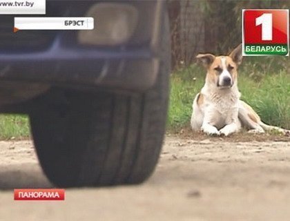 В Бресте свора четвероногих изгрызла автомобиль на стоянке