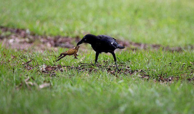 Вороны едят ядовитых жаб: как они это делают?