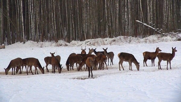 Олени на подкормочной площадке