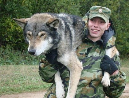 В Перми прекращают разводить волкособов