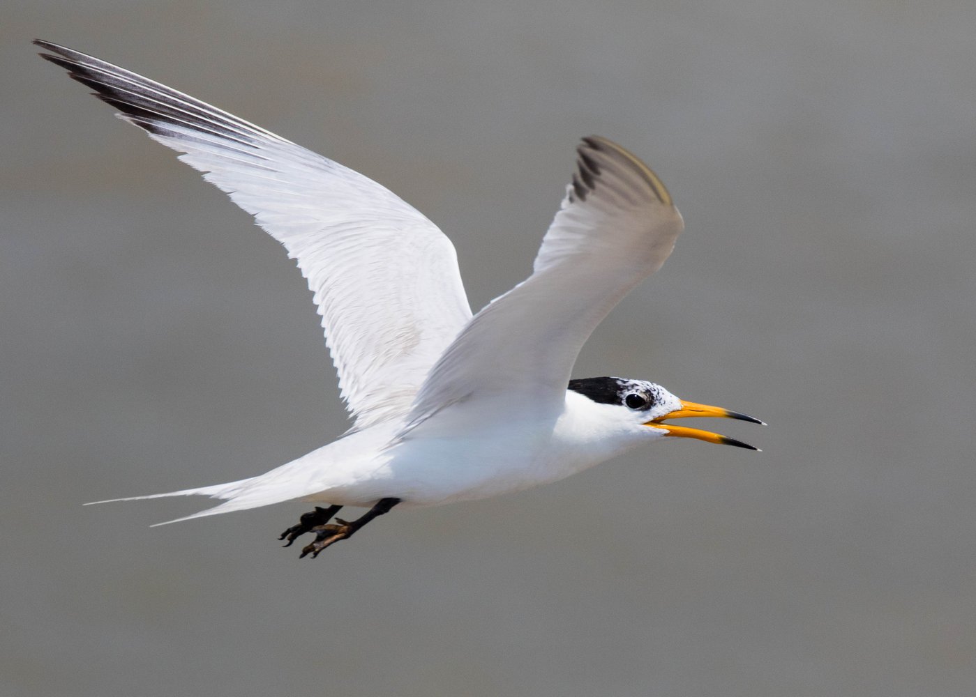 Орнитологи пять лет прожили на необитаемом острове, чтобы спасти морских птиц