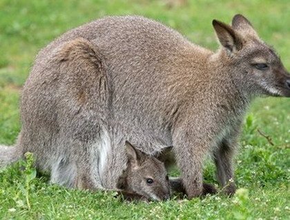 В зоопарке Висконсина детеныша кенгуру украли из сумки матери