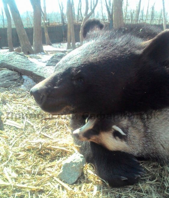 В Приморском сафари-парке медведь подружился с барсучихой