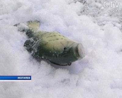 В Могилевской области поющий окунь предостерегает рыбаков от выхода на тонкий лед
