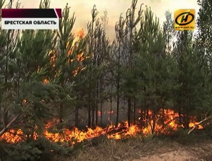 Новые взрывы в эпицентре пожара на бывшем военном полигоне: в Столинском районе горит 40 гектаров леса