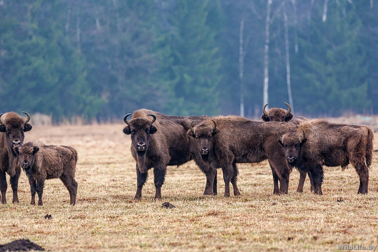 Беловежская пуща беларусь фото