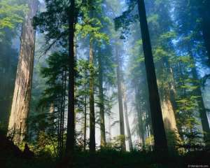 Восстановление лесов не остановит потепление?