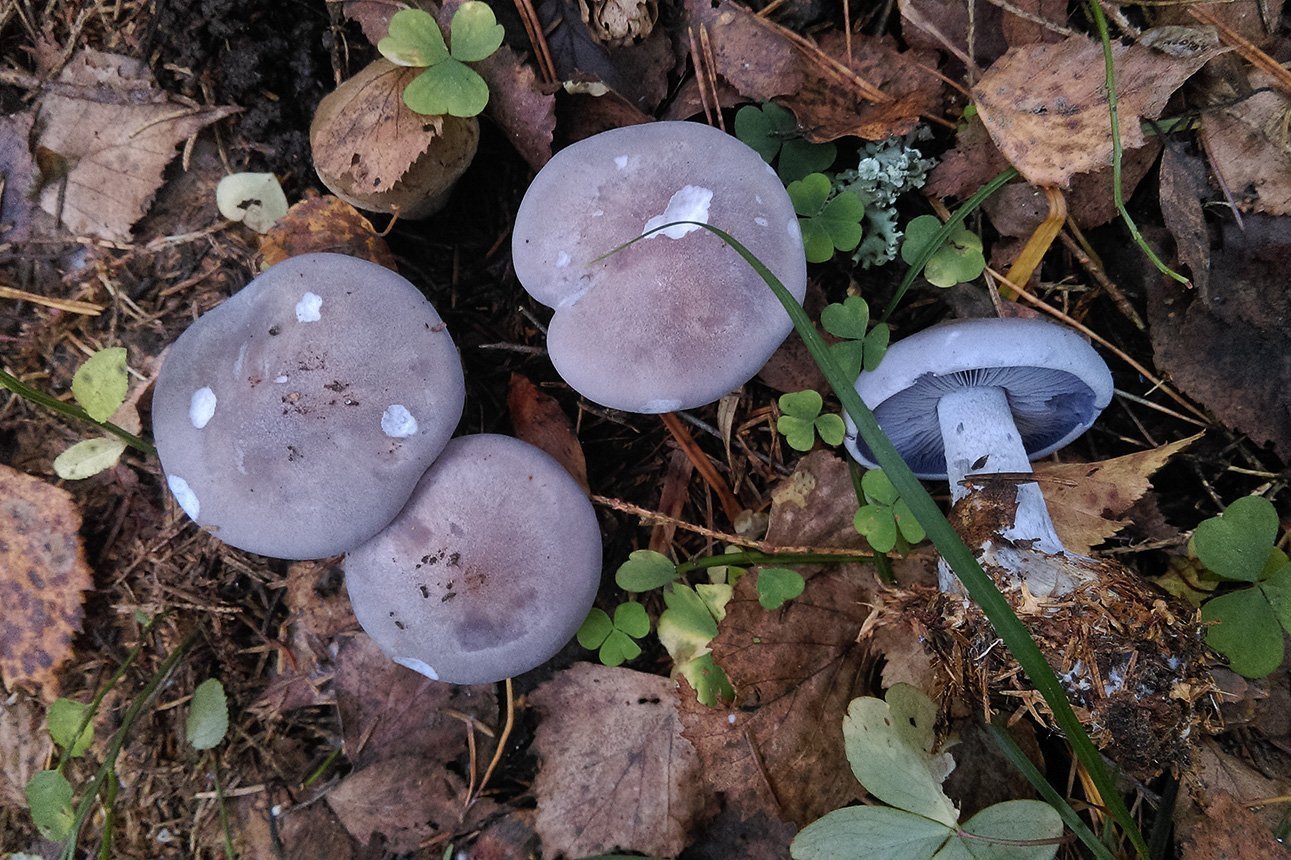 Фиолетовый гриб