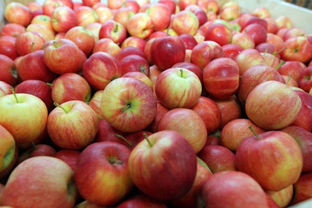 Белорусские яблоки