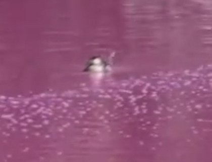 В заповеднике в Санта-Барбаре — розовая вода