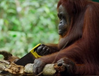 Самка орангутанга сама научилась пилить дерево