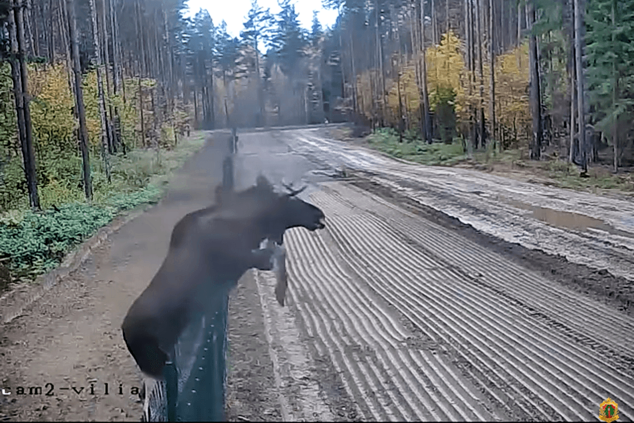 Появилось видео лося, нарушающего белорусско-литовскую границу