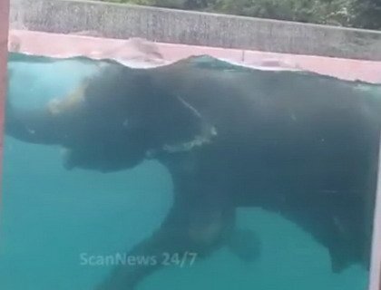 В Японии открыли бассейн-аквариум для слонов