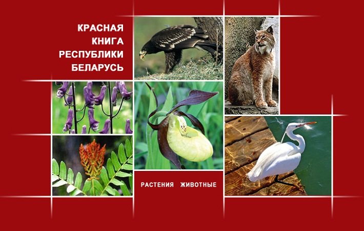 Животные красной книги республики беларусь для детей картинки