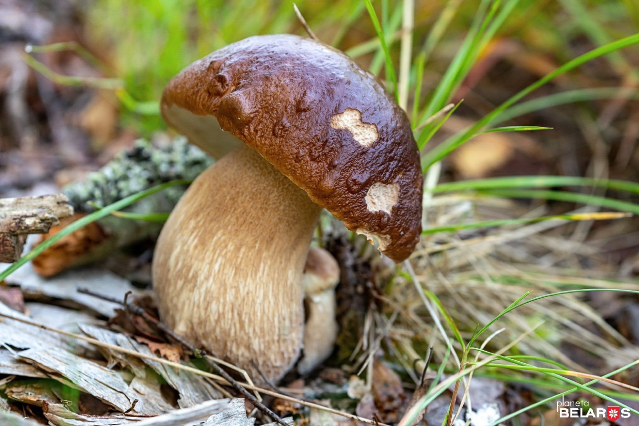 9 красноборские грибы.jpg