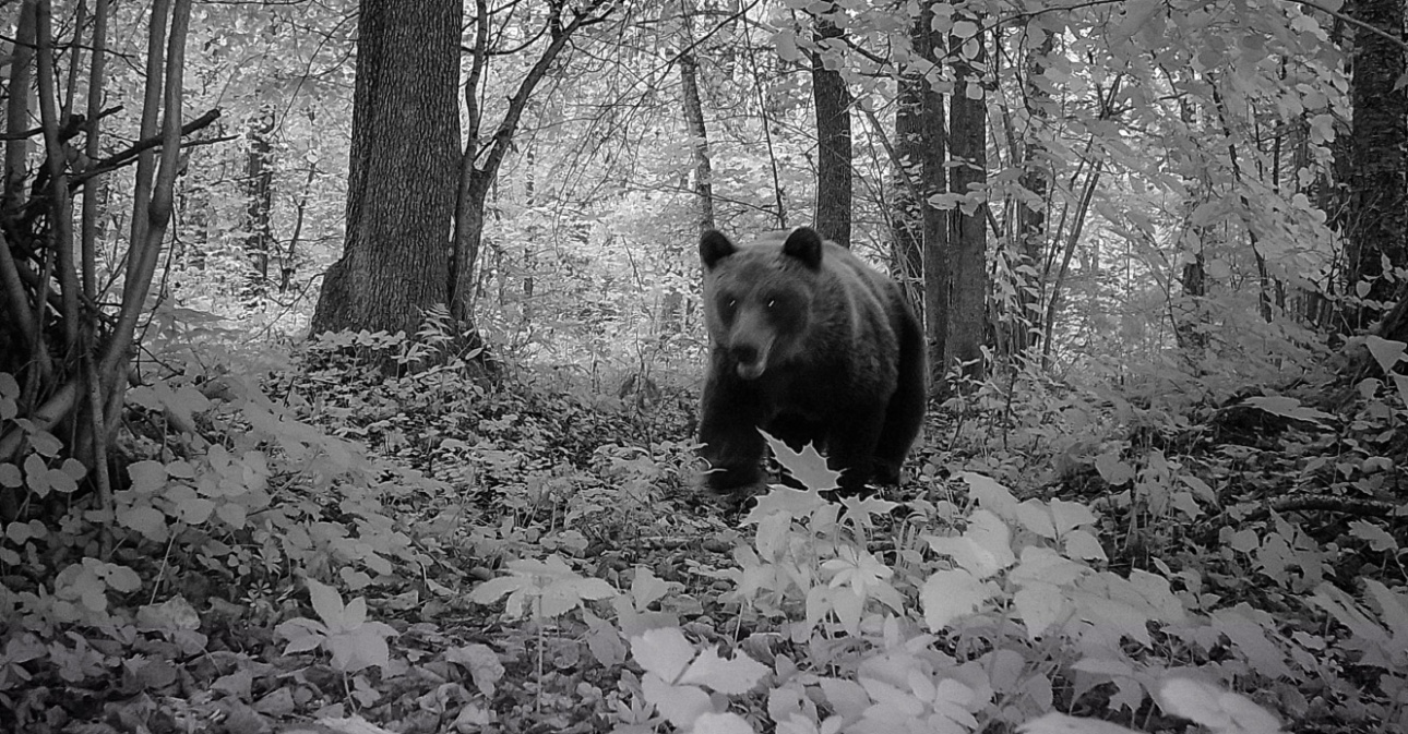 Как я «охотился» на медведей. Рассказ любителя об опыте с фотоловушками