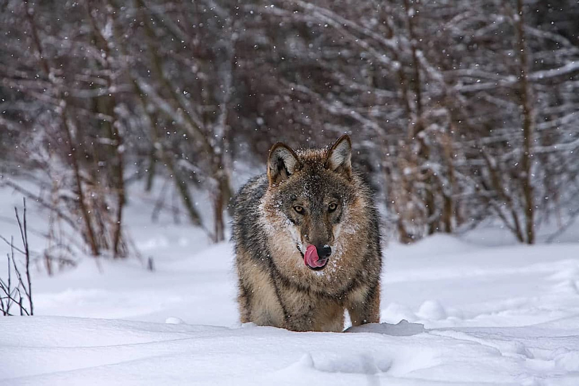 Волк Беларусь