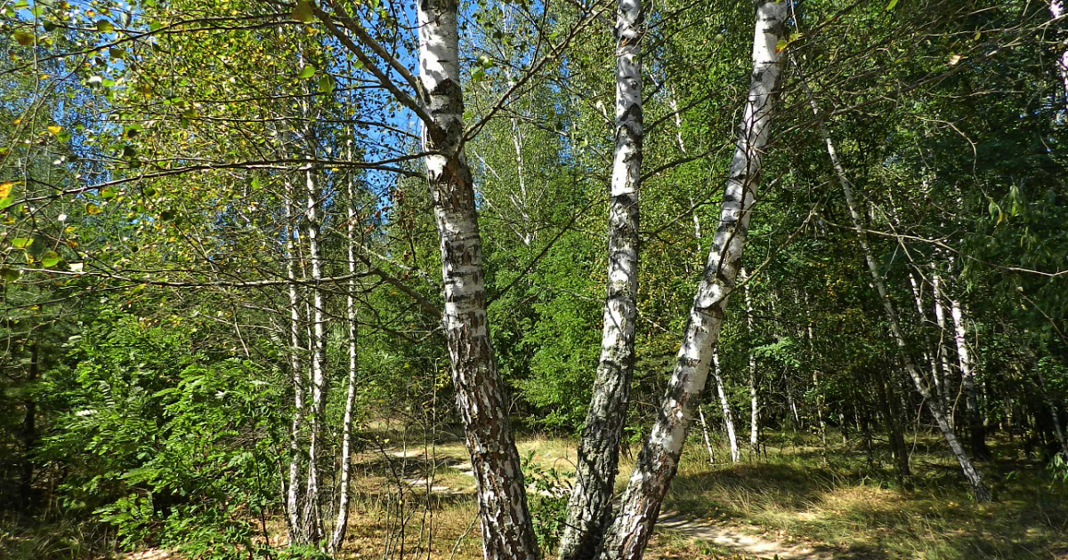 Слезы березы бар фото