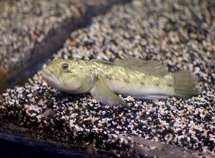Рыба обитающая в заболоченных водоемах 7 букв - информация и характеристики